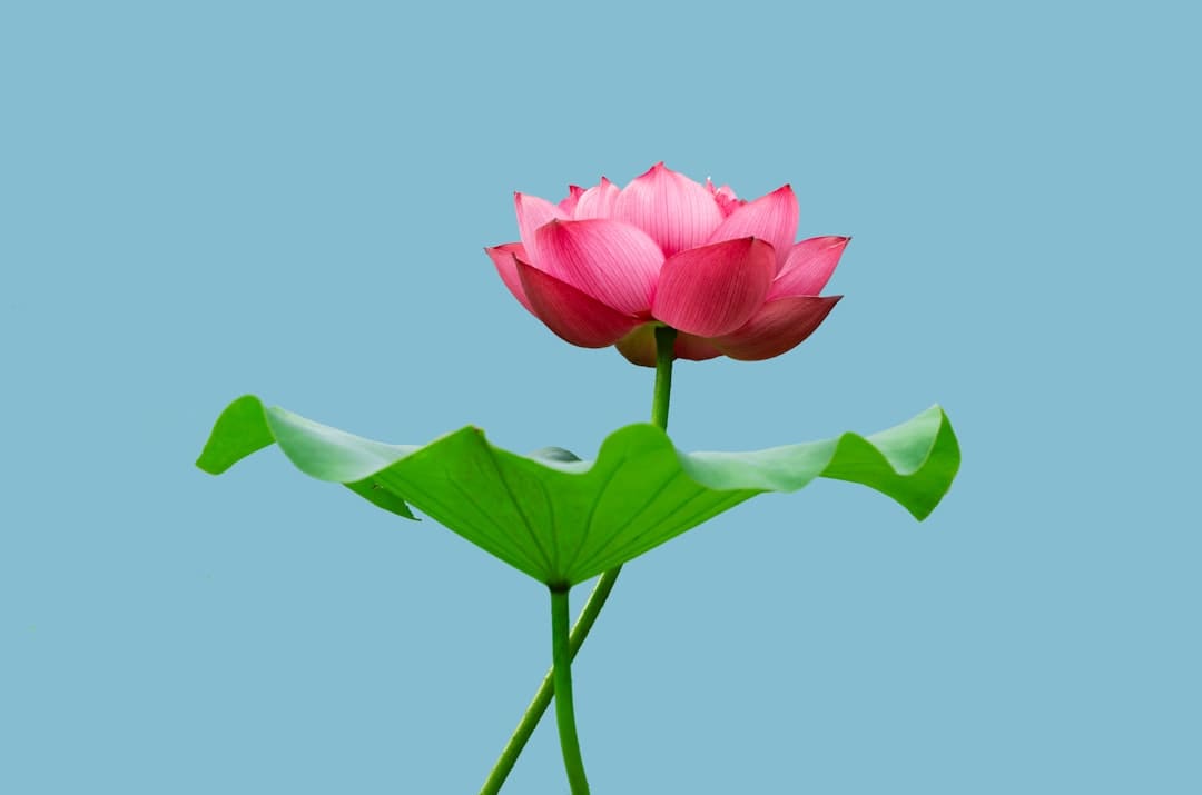 对比台湾当局九月三日前后的表现，九三阅兵的含金量还在提升